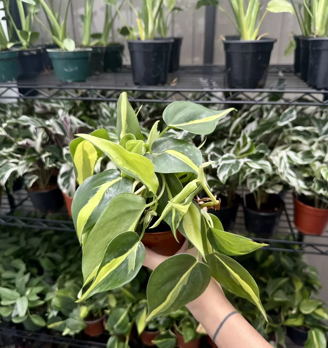 Philodendron Brasil 4 Inch Pot thumbnail