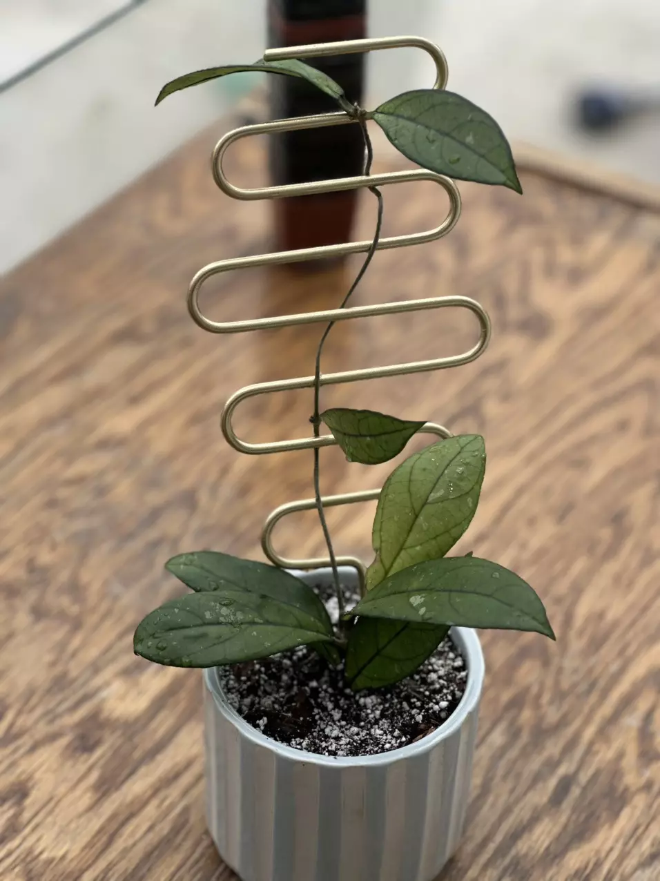 Hoya Crassipetiolata thumbnail