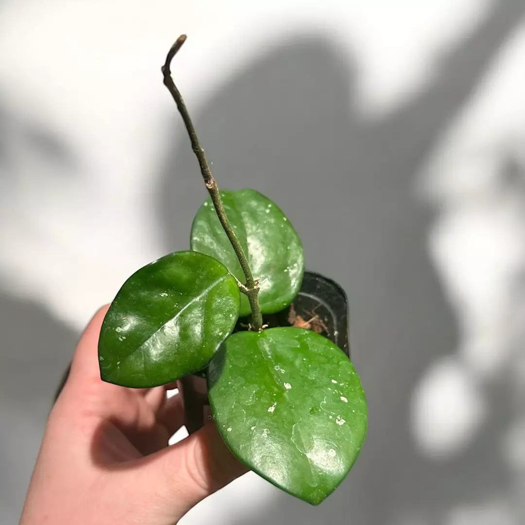 Hoya Carnosa Sprinkles thumbnail