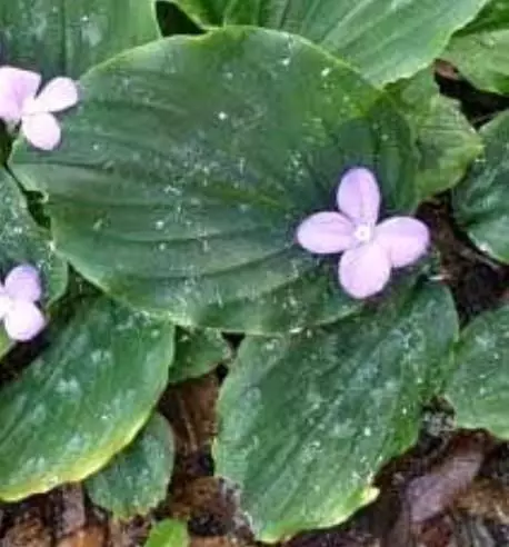 Peacock Ginger plant - Resurrection - Lily Kaempheria thumbnail