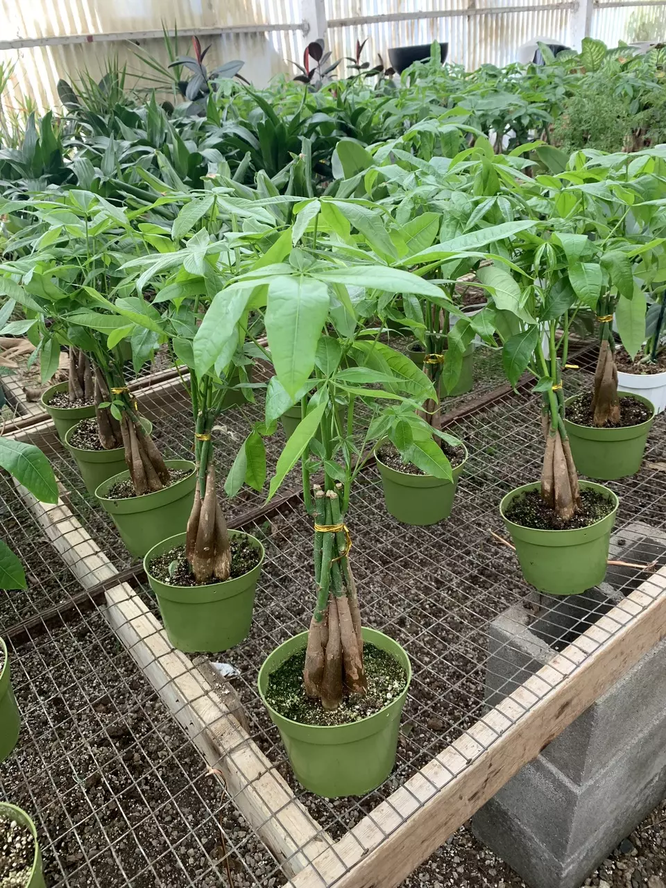 Large live plant Money tree plants potted in 6inch pot thumbnail