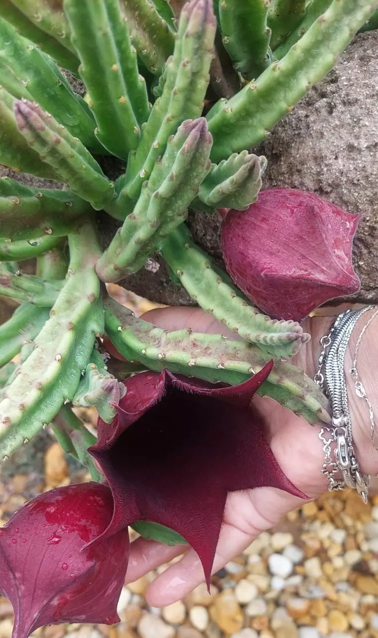 BLACKBELL STAPELIA SUCCULENT PLANT Carrion thumbnail