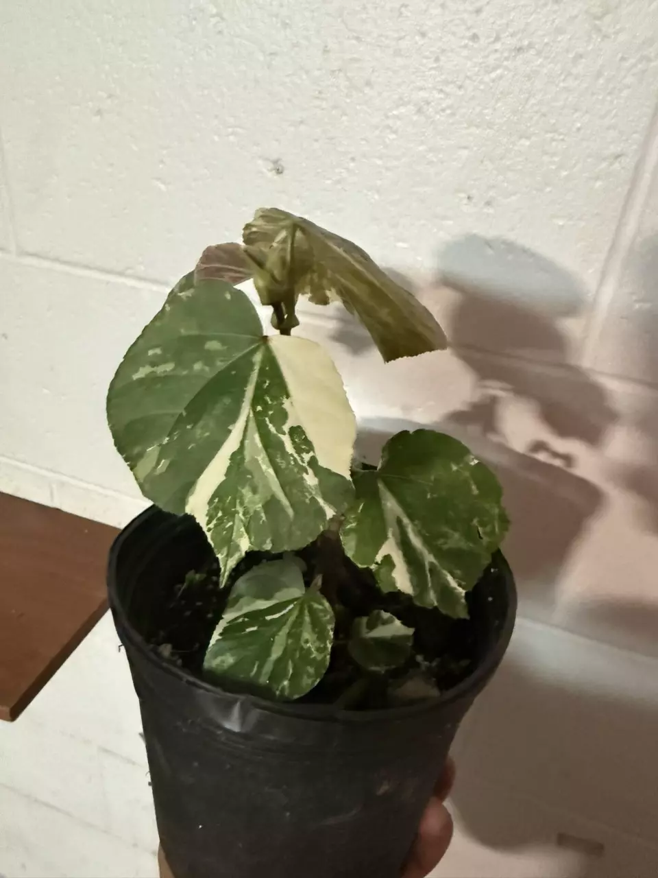 Rooted HIBISCUS TILIACEUS VARIEGATED variegated plant great windbreaker and site thumbnail