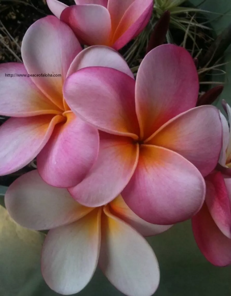 Plumeria cutting 8-12 inch wailuku pink thumbnail
