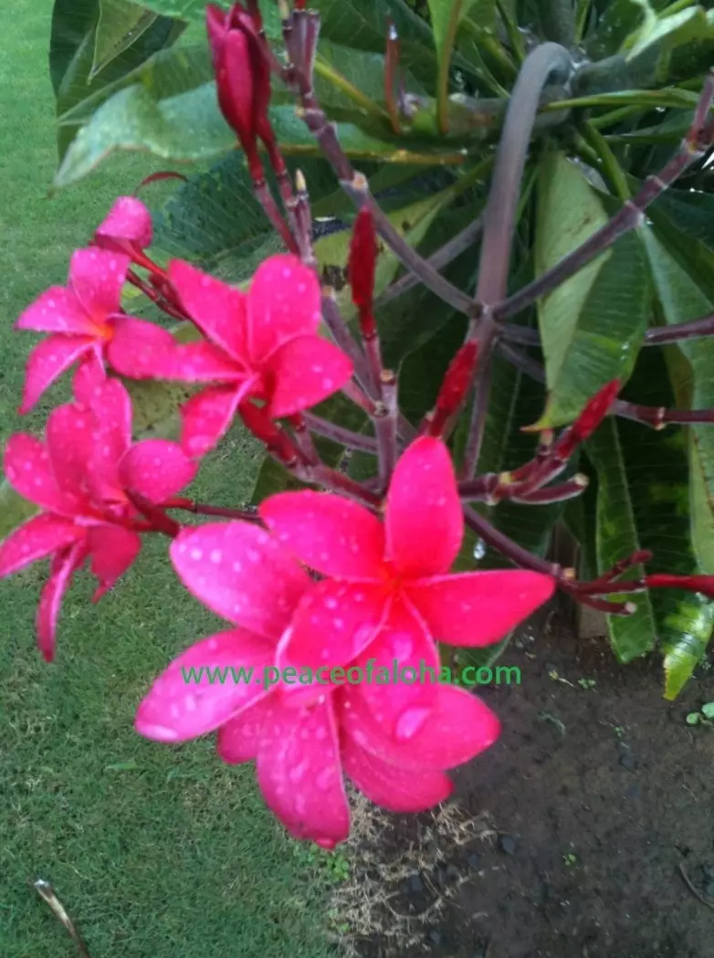 Plumeria 8-12 inch Cutting hot pink  Fresh And easy to root. thumbnail