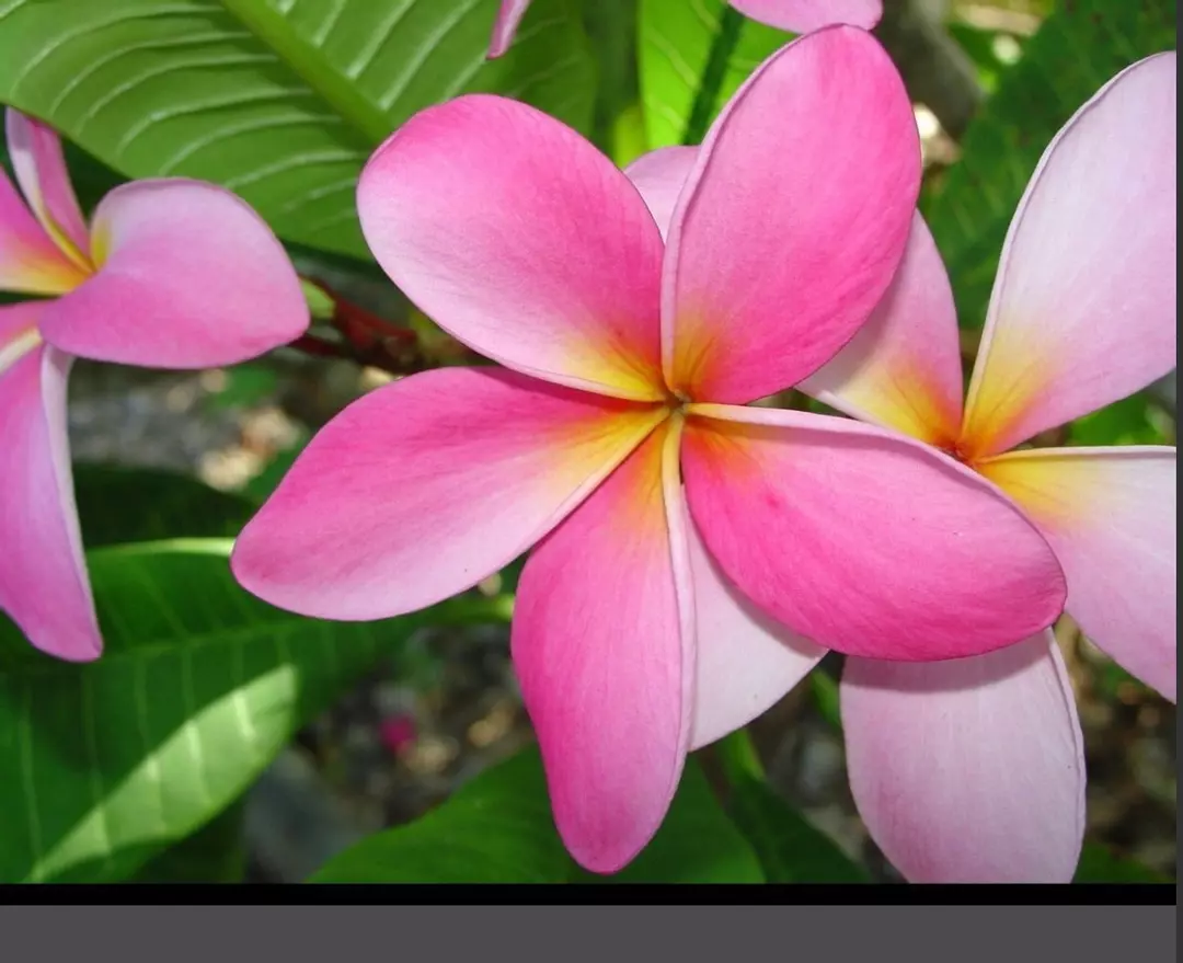 Pink Plumeria 8-12 inch Cutting Fresh And easy to root. thumbnail