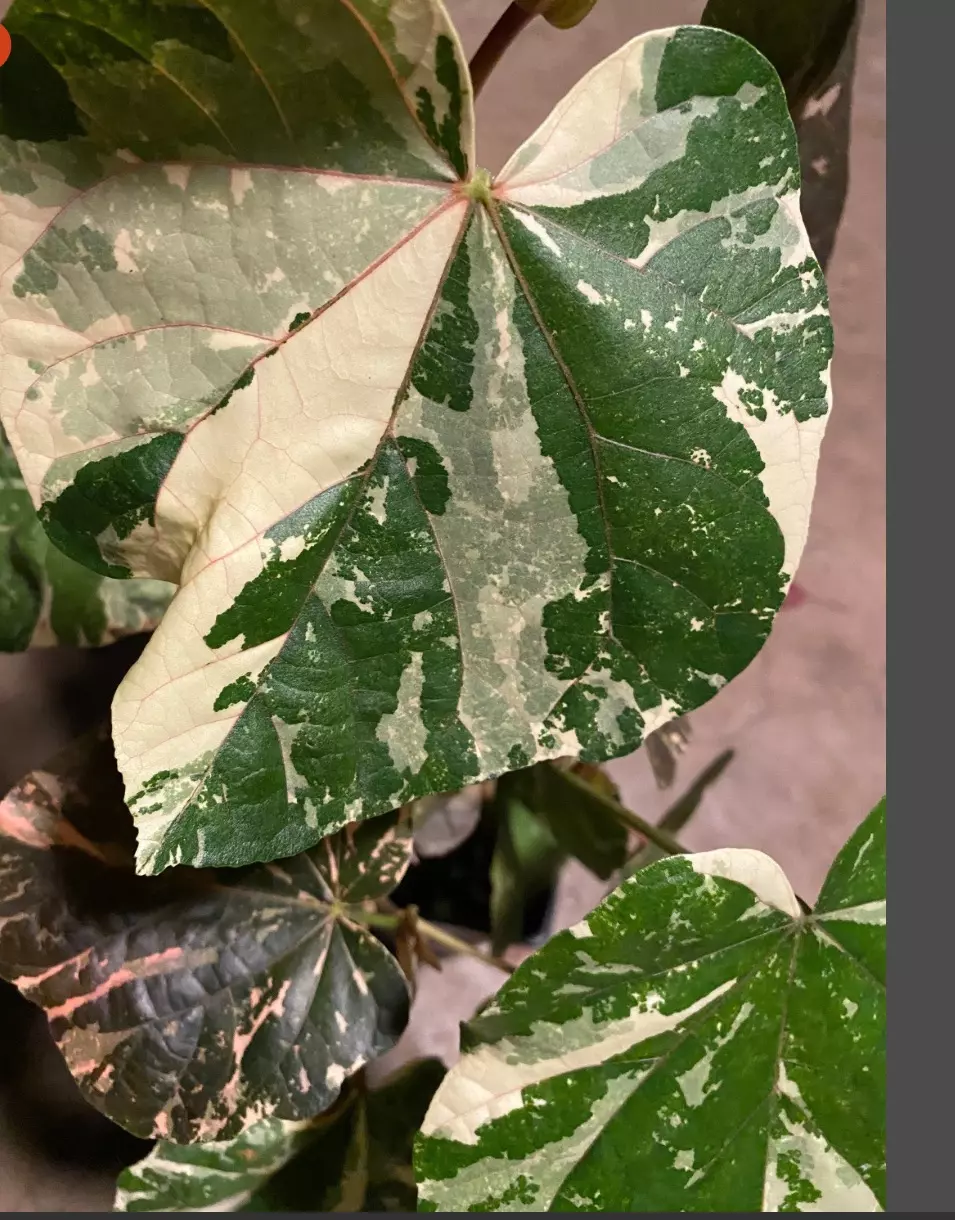 Sale HIBISCUS TILIACEUS VARIEGATA 6 cuttings 6 inches each fresh thumbnail