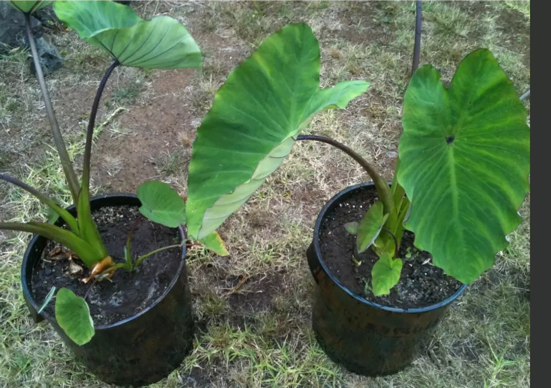 Taro 3 live Plants Nutritious Maui DRY or WETLAND rooted very nutritional no gmo thumbnail