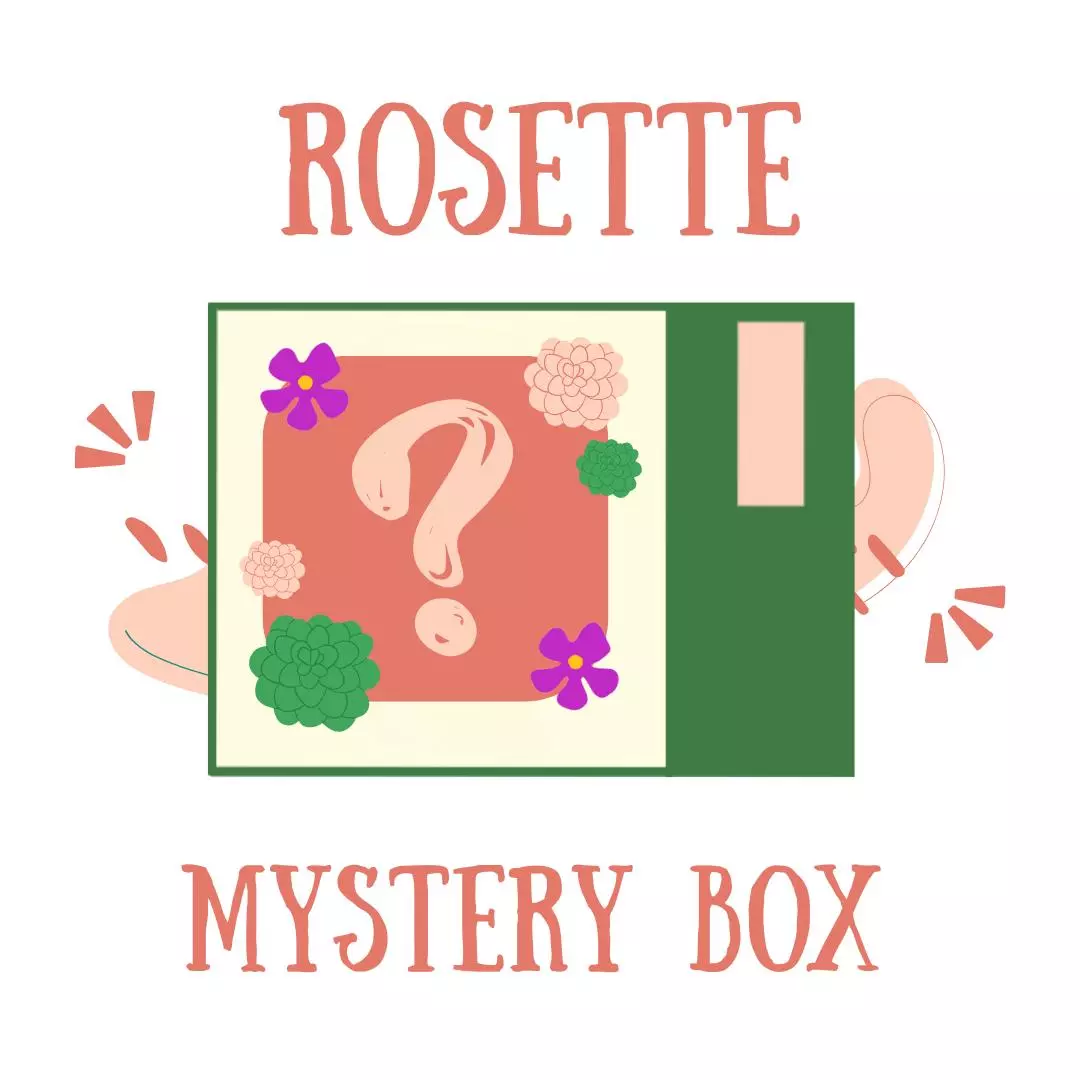 Rosette Mystery Box thumbnail