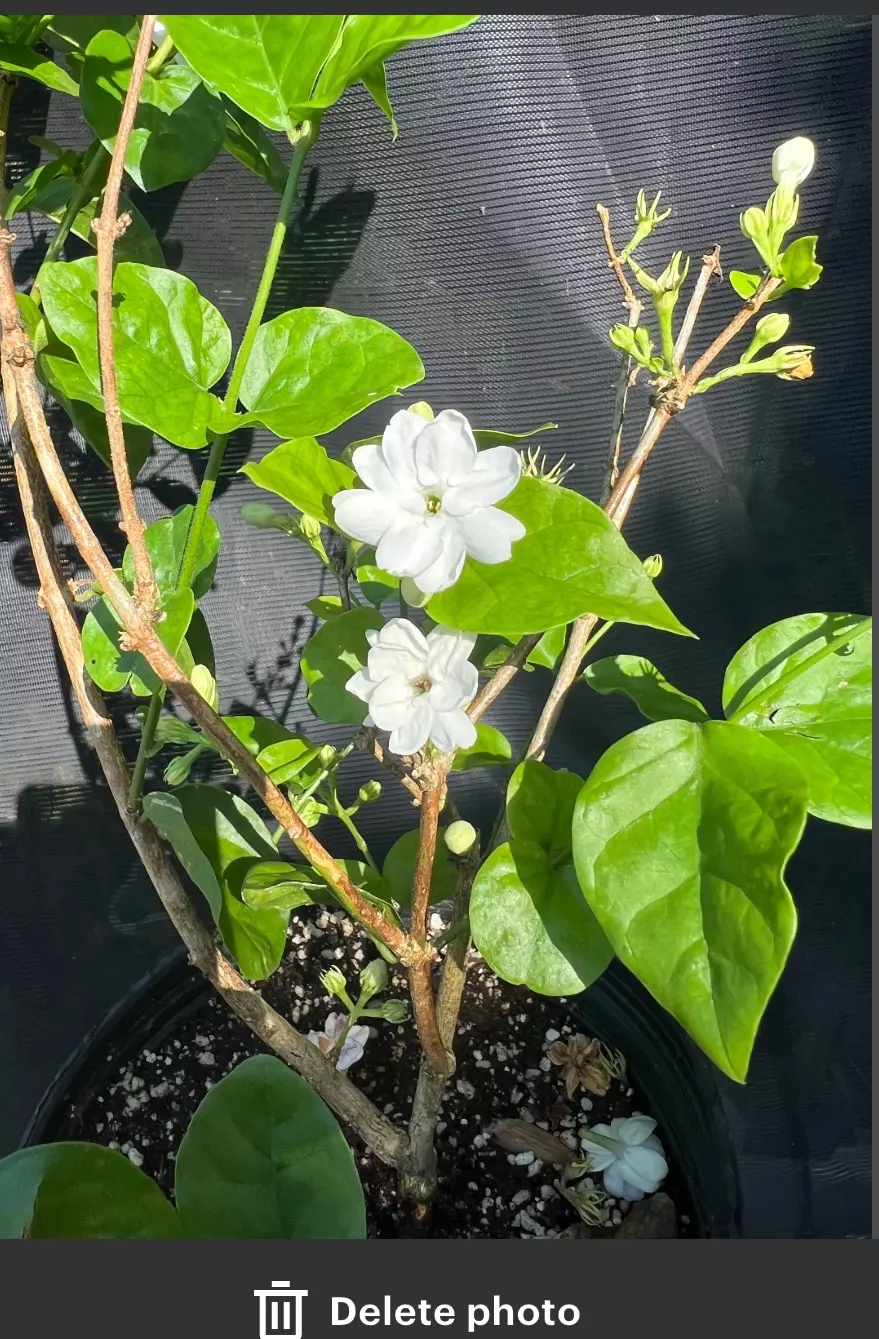 Pikake plant perfect for making lei thumbnail