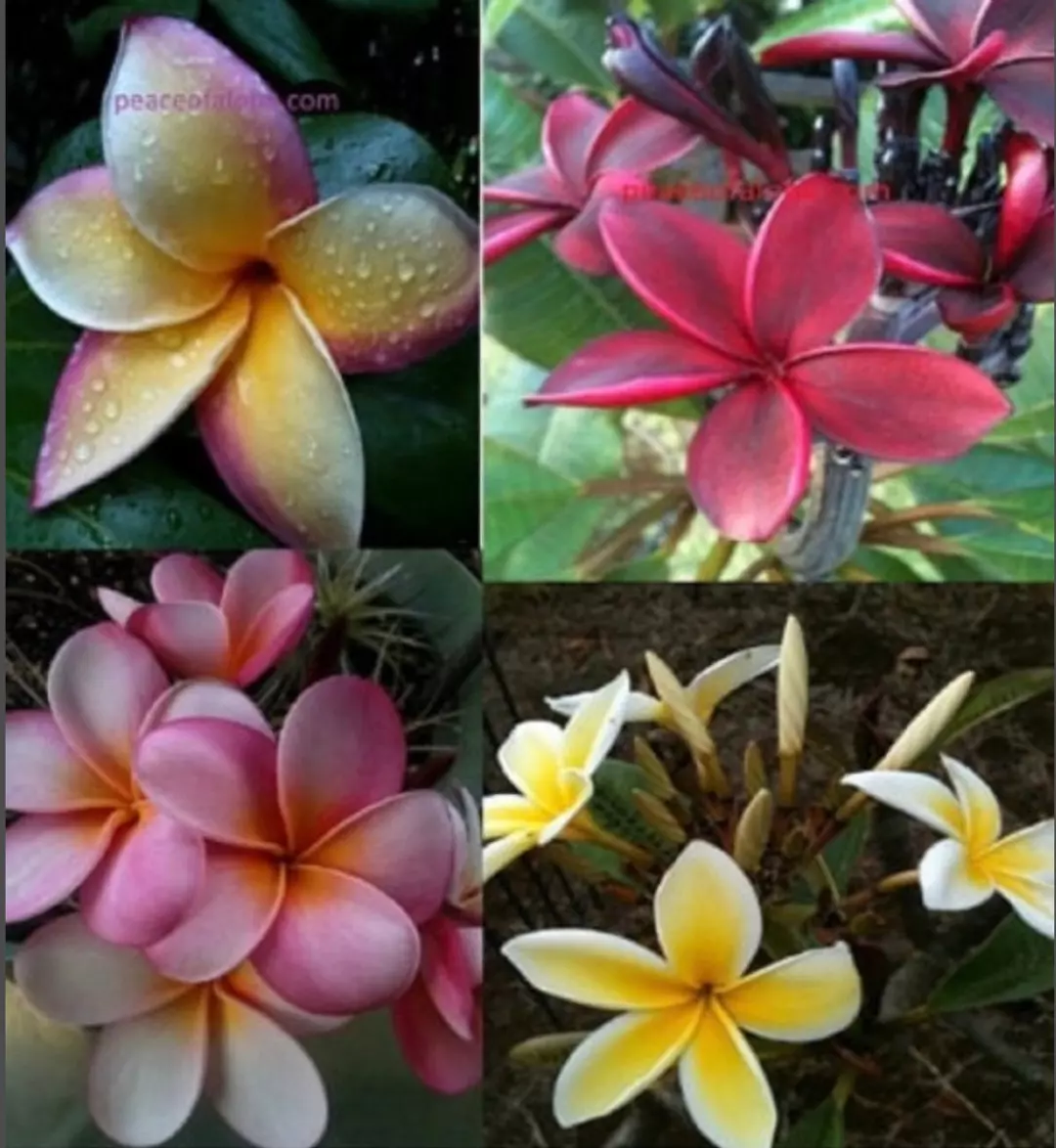 Plumeria 4 pack combo 8-12 inches thumbnail