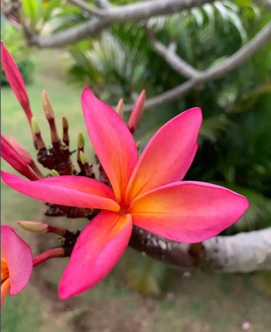 Kula rainbow plumeria cutting 8-12 inches fresh easy to grow thumbnail