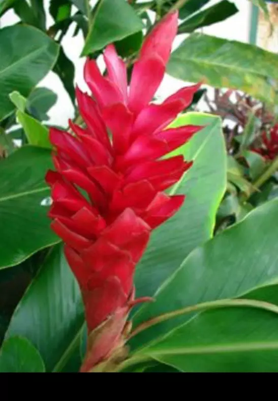 Red purest ginger 3 for the price of one fresh and easy to grow thumbnail