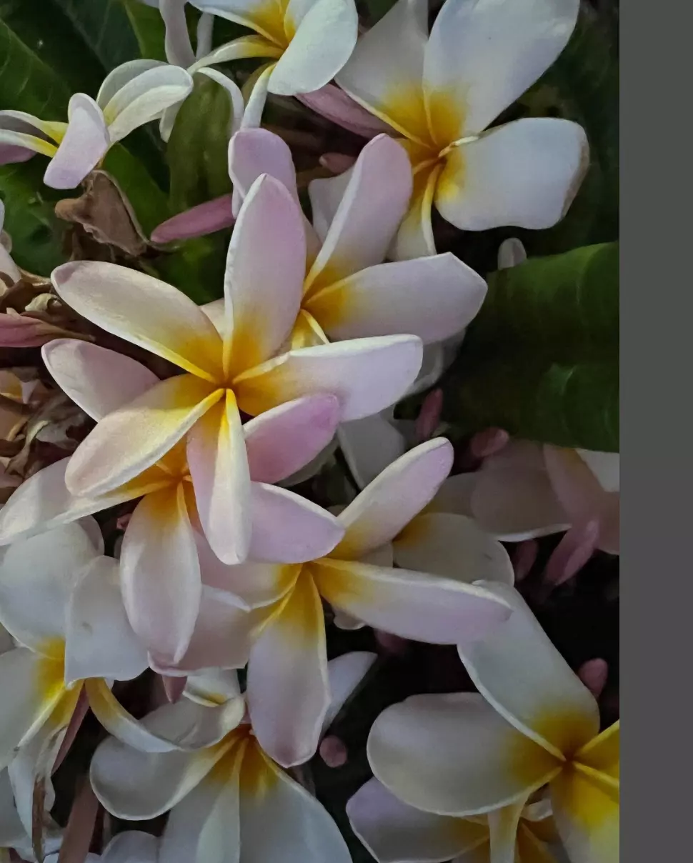 Plumeria cutting 8-12 cutting (white rain) thumbnail