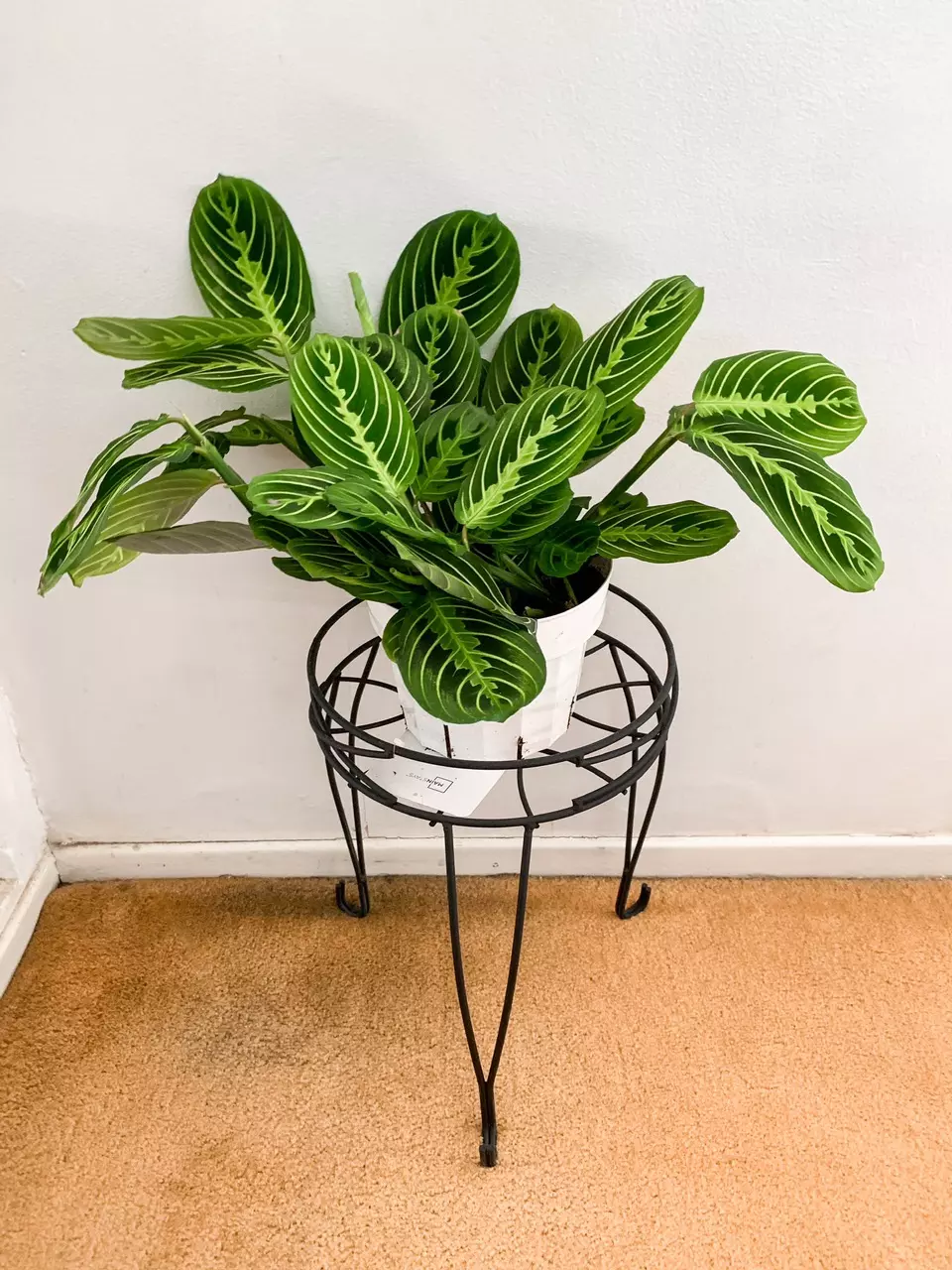 Lemon lime maranta planted in 6inch pot thumbnail