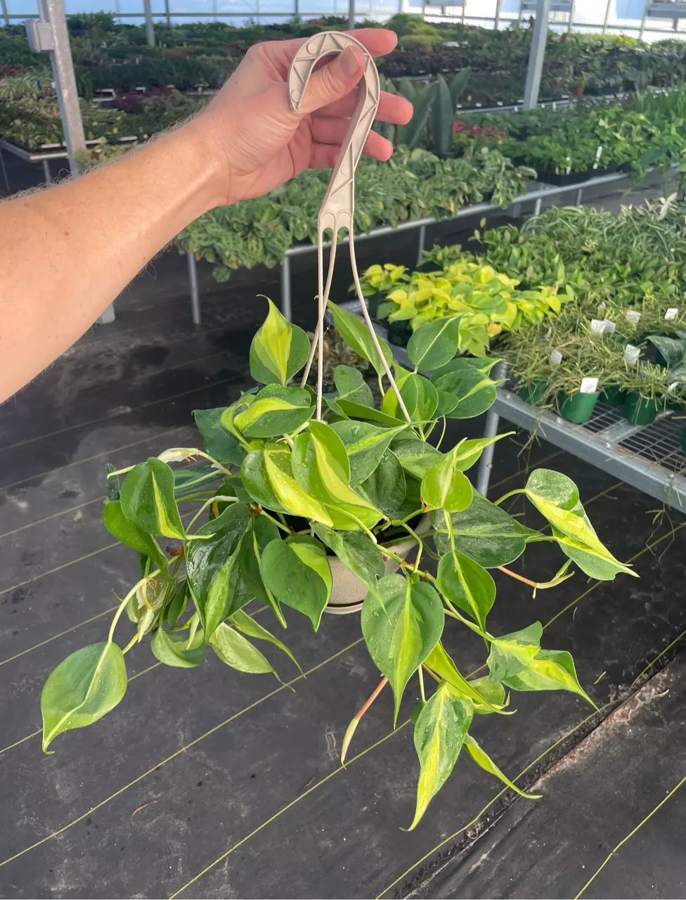 Philodendron Brazil 6” hanging basket growers choice L8 thumbnail