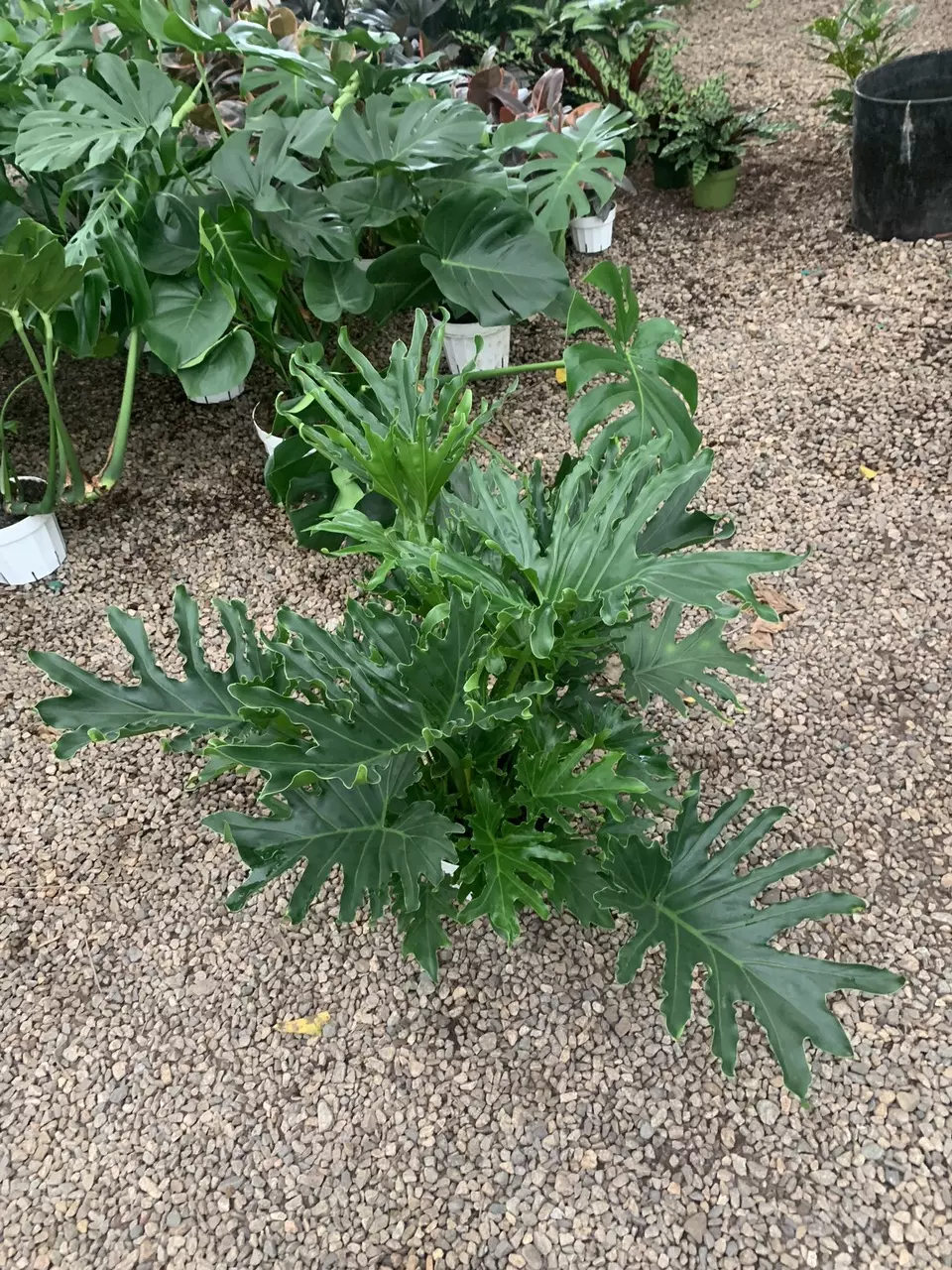 Philodendron ‘Lickety Split’ – Full, Healthy Plant with Unique Split Leave 8inch thumbnail