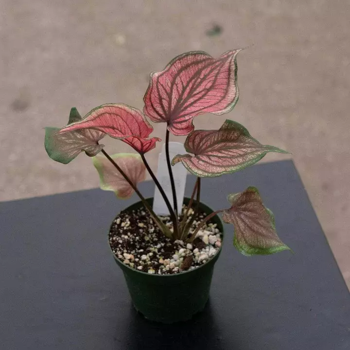 Caladium ‘Lucia’ thumbnail