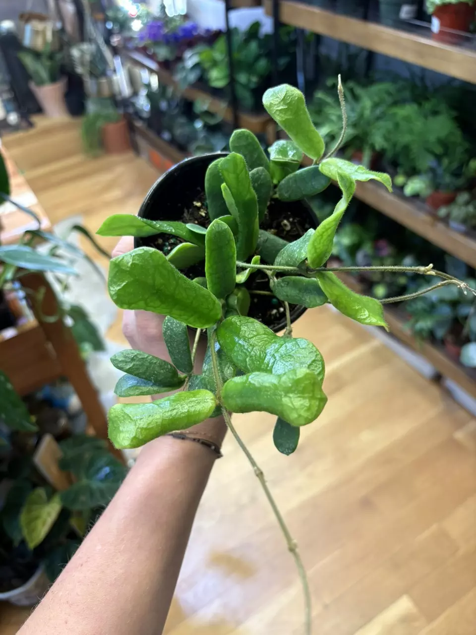 Rotundiflora Hoya thumbnail