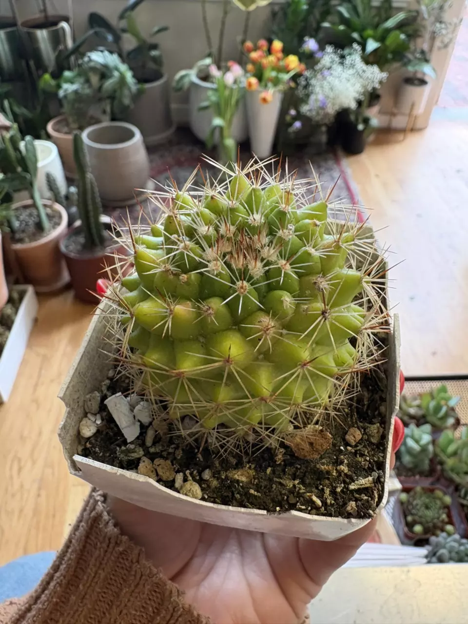 Lemon lime mammillaria thumbnail