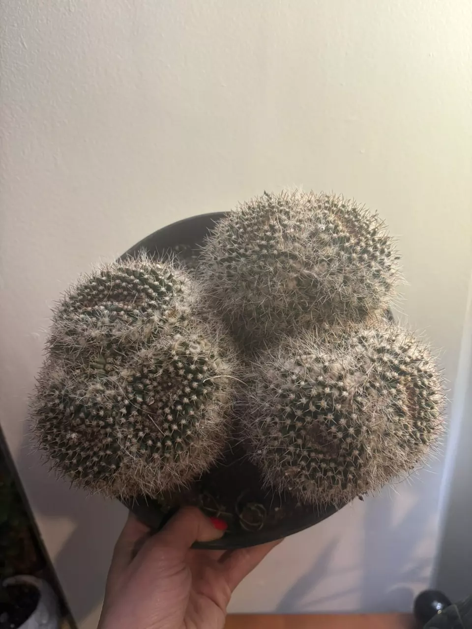 Massive multi dichot mammillaria nejapanisis thumbnail