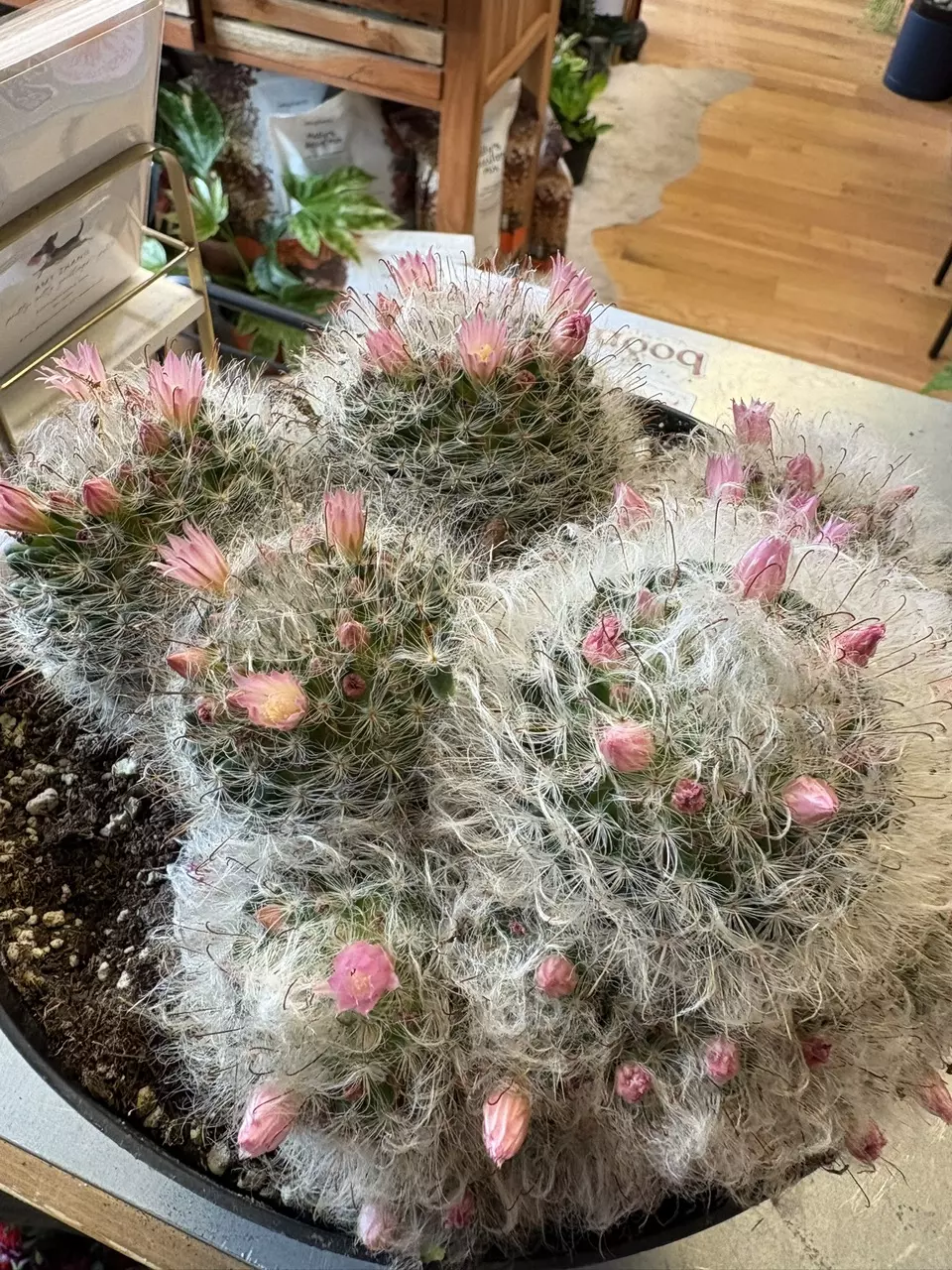 Powder puff mammillaria xl thumbnail