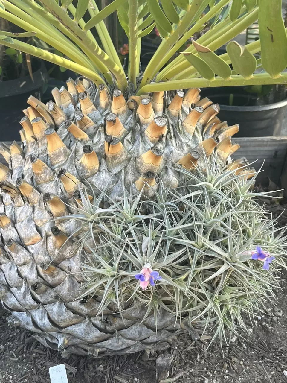 Tilandsias thumbnail