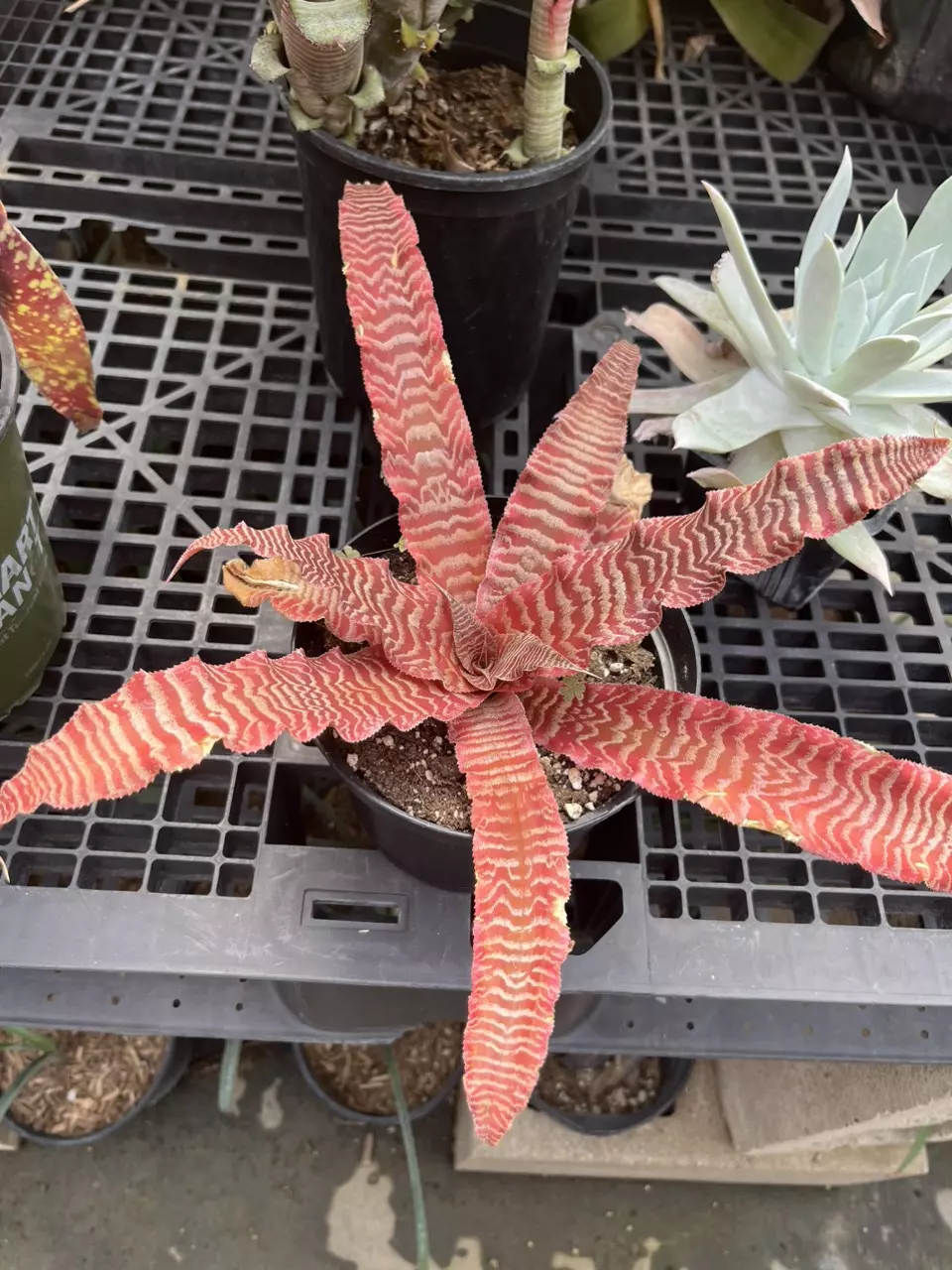 Flaming Sword Bromeliad thumbnail