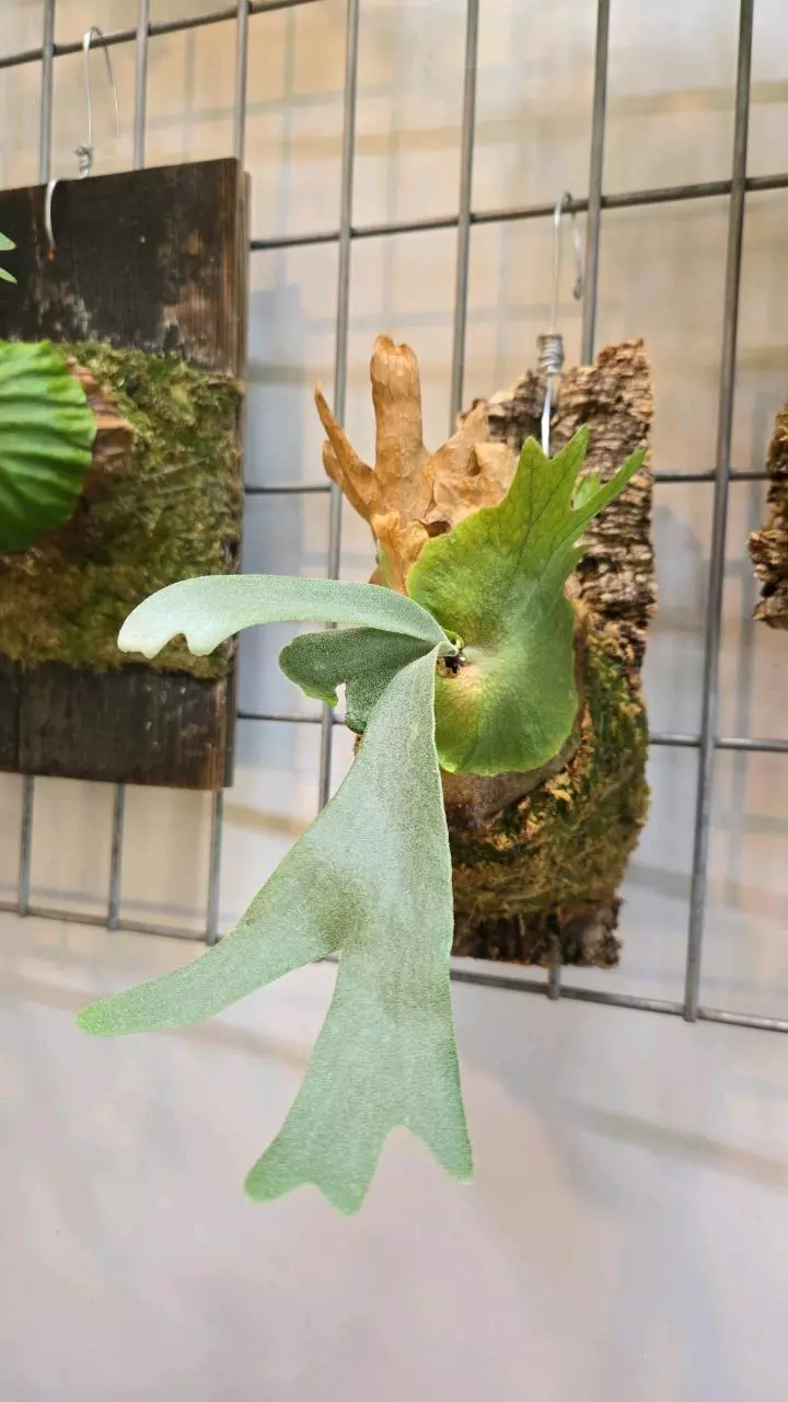 Platycerium willinkii thumbnail