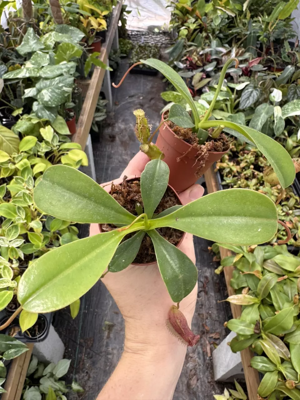CARNIVOROUS : Nepenthes Lowii x Ventricosa ‘Red’ thumbnail