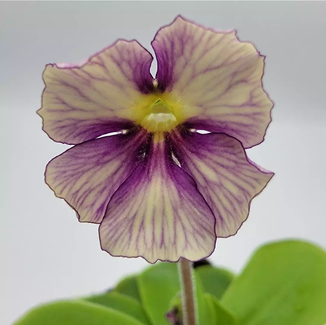 Pinguicula 'Razzberry Blonde' thumbnail