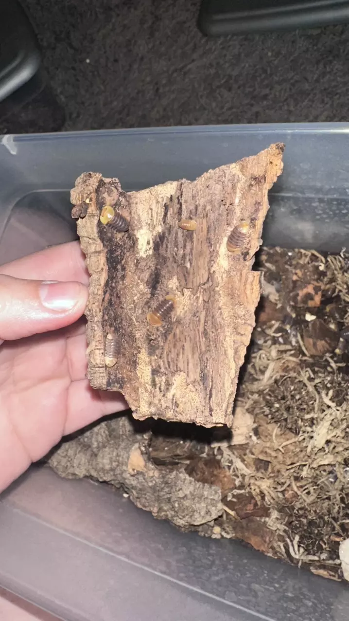 Cubaris sp. “Rubber Ducky” Isopod thumbnail