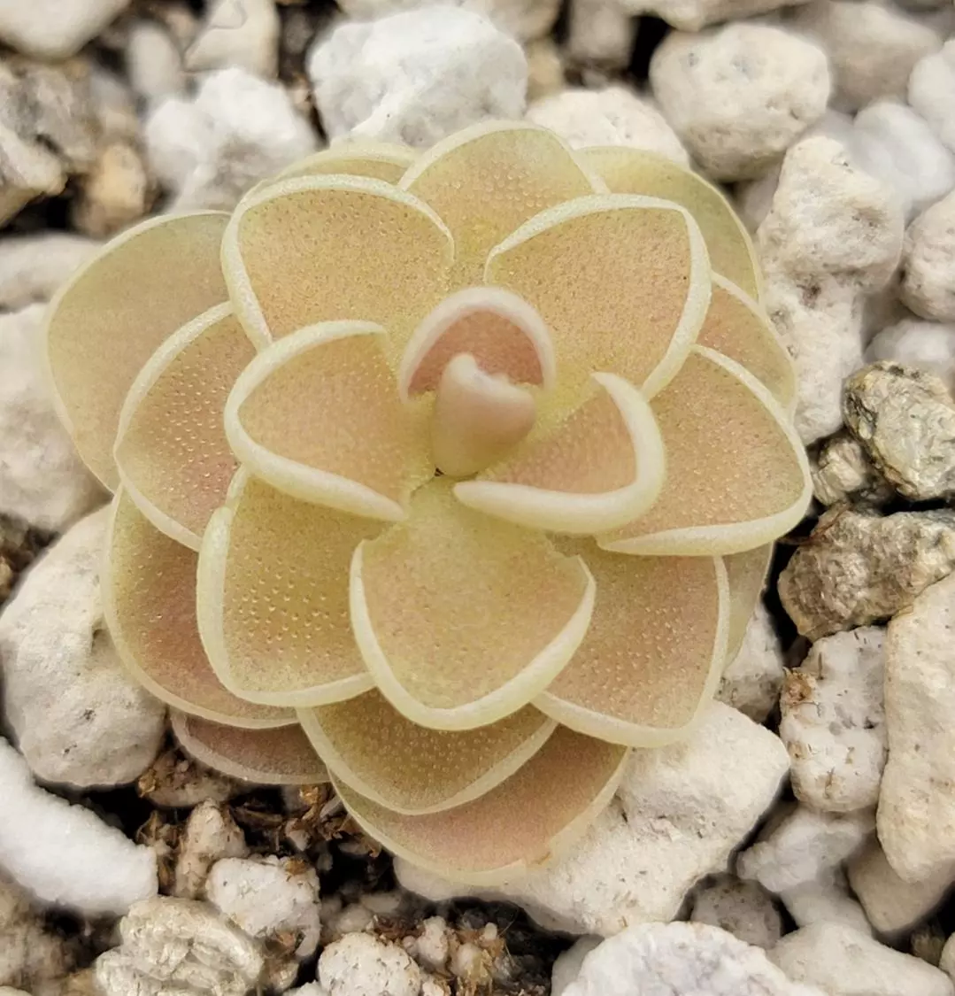 Pinguicula esseriana {Agua de Leon} thumbnail
