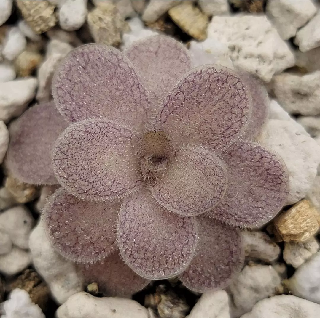 Pinguicula "Ysi" thumbnail