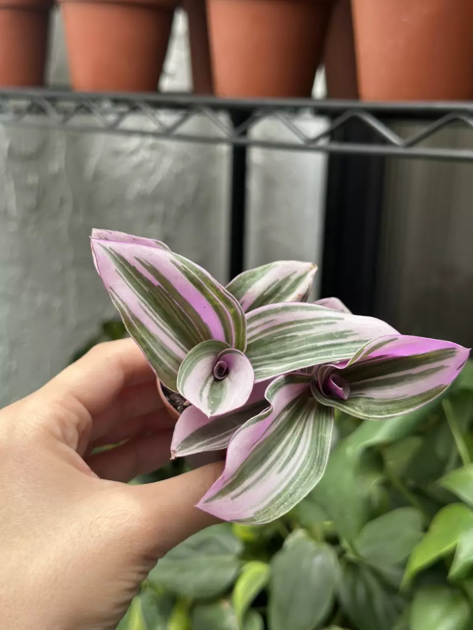 Transescantia Nanouk Lilac 2 Inch - Pink Wandering Jew - Nanouk Plant thumbnail