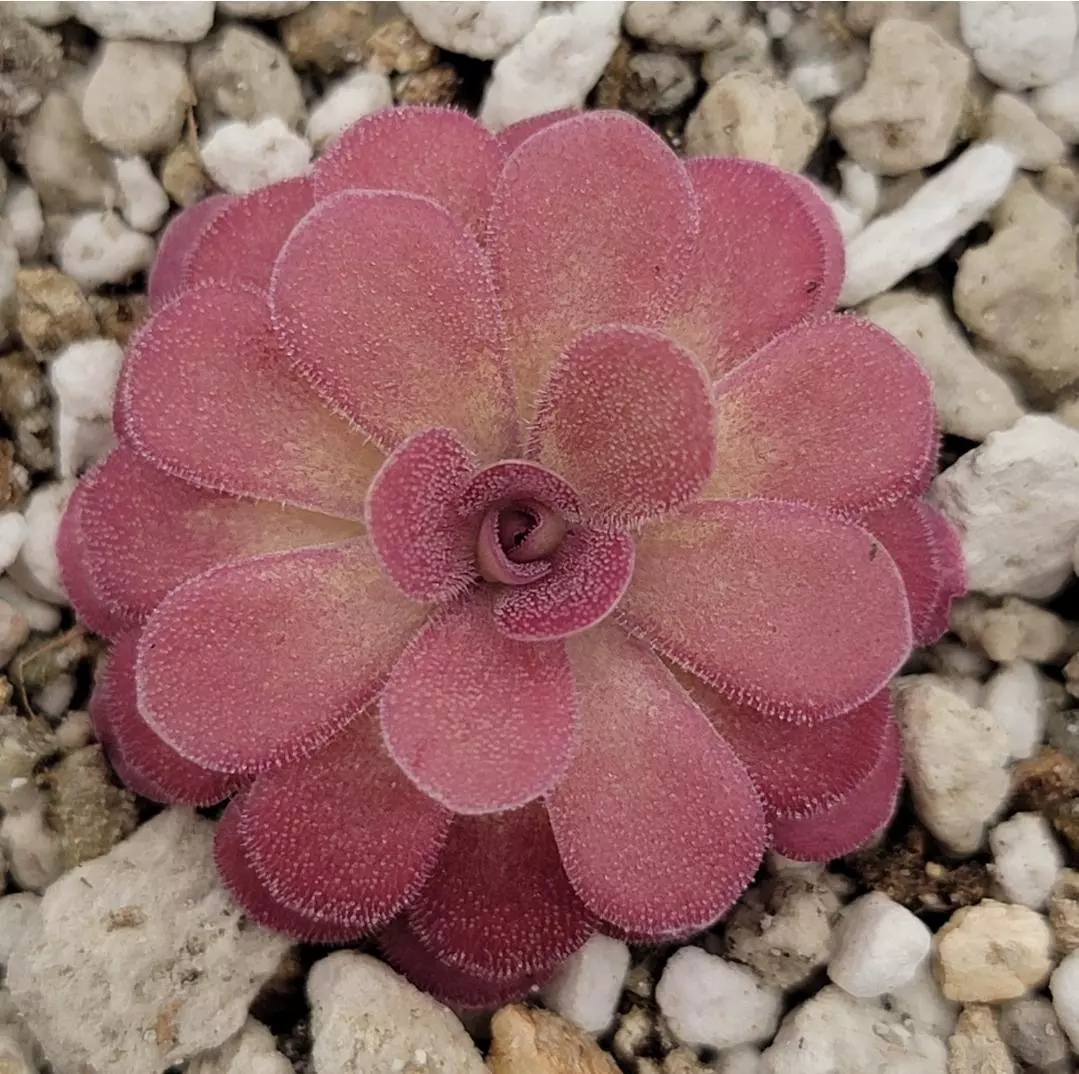Pinguicula 'Johanna' thumbnail