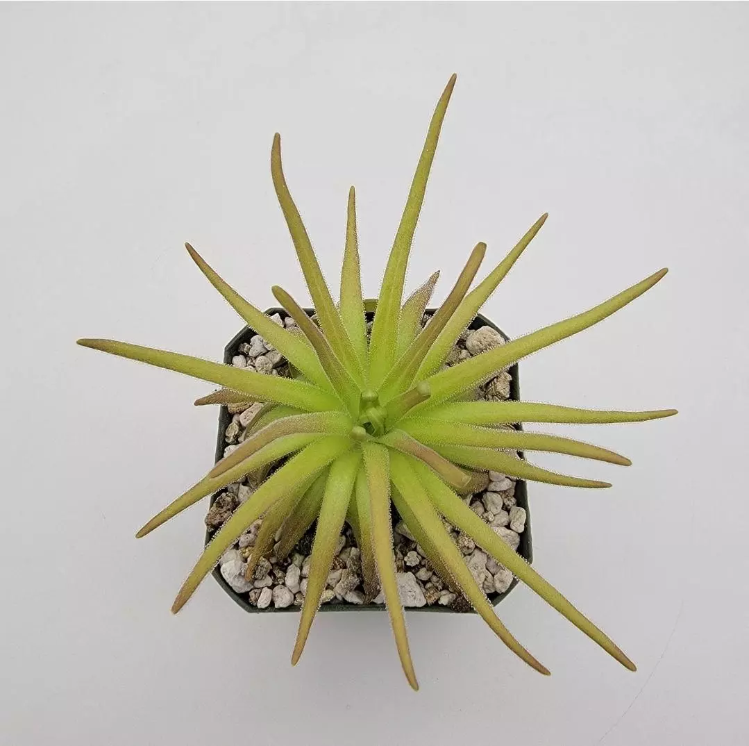 Pinguicula gypsicola x moctezumae thumbnail