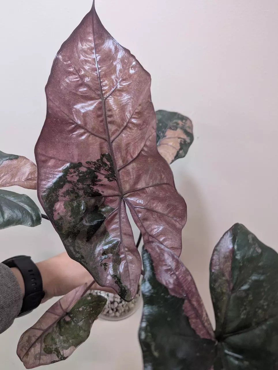 Pink plumbea nigra corm thumbnail