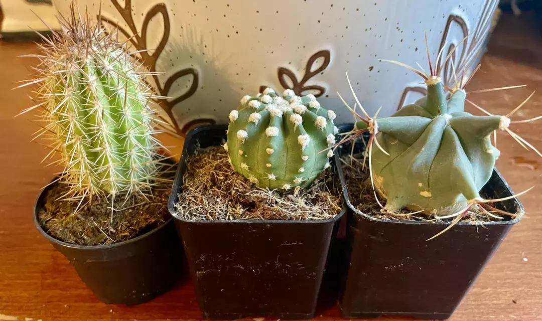 Cactus bundle thumbnail