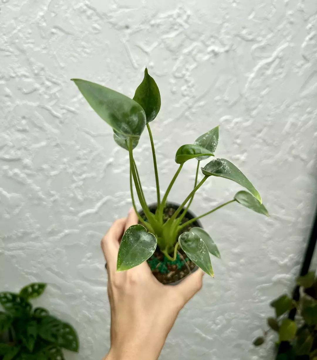 Alocasia Tiny Dancer (4" Pot) - Miniature Elephant Ear Plant thumbnail