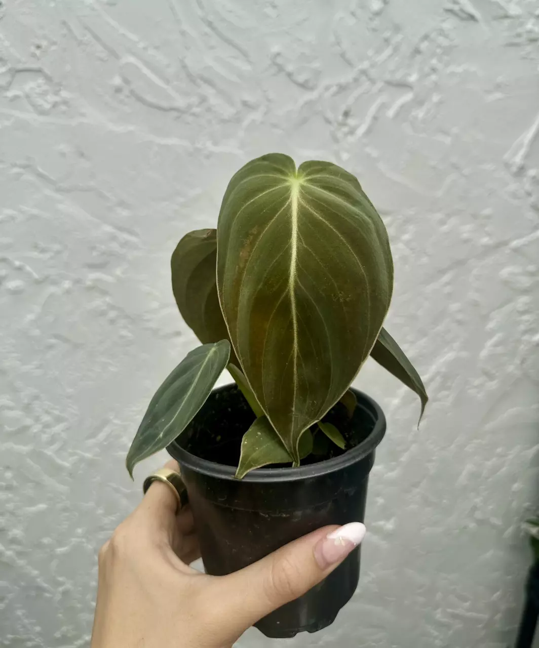 Philodendron Melanochrysum (4" Pot) - Black Gold Philodendron thumbnail