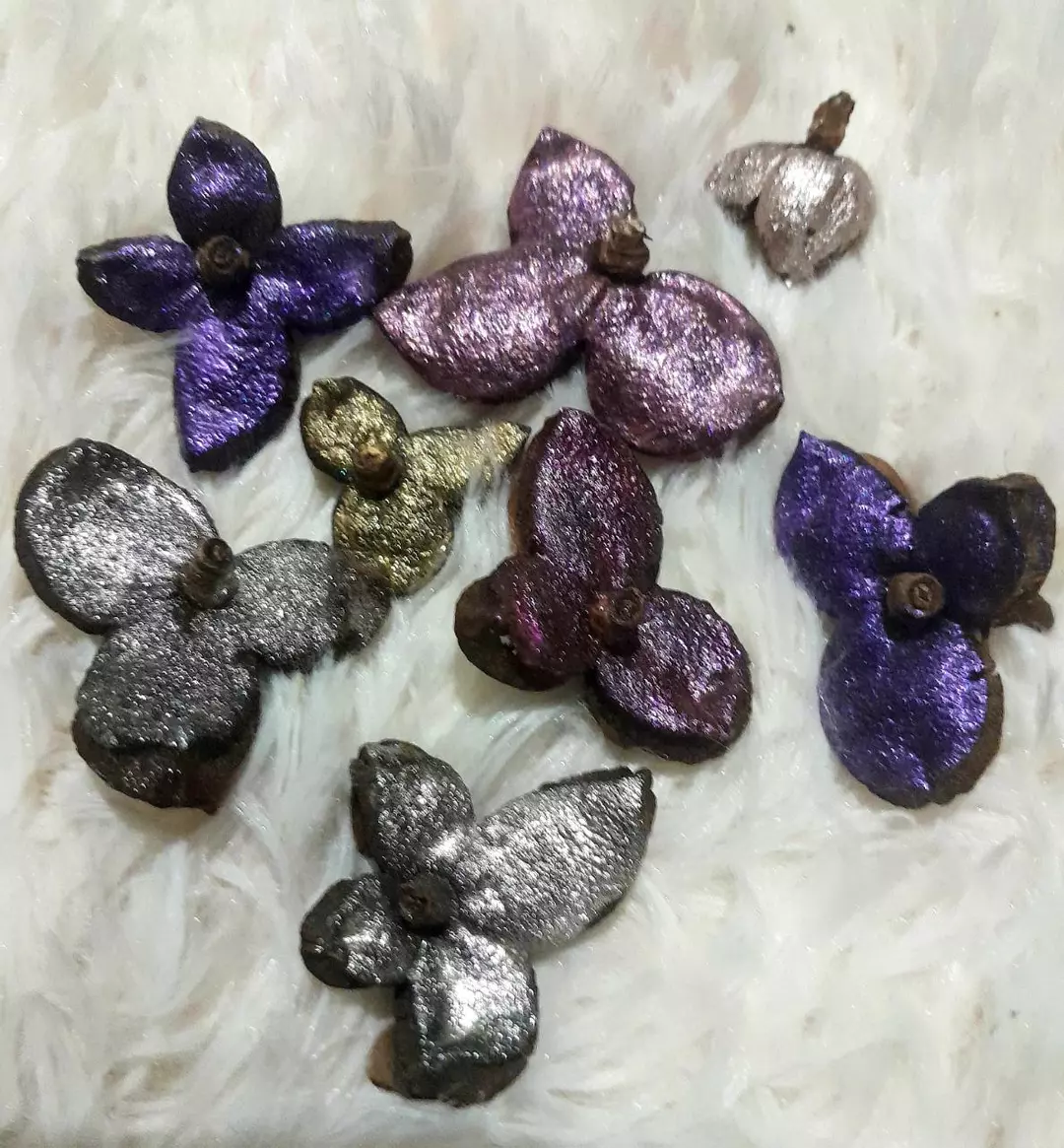 Camelia Seed Shell thumbnail