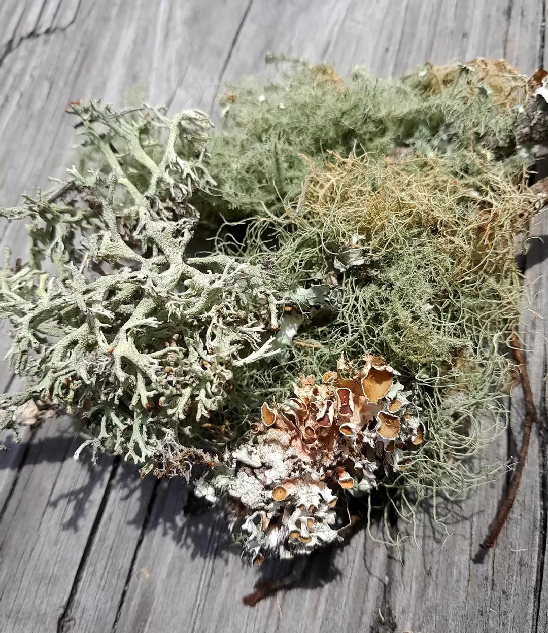 Bearded Lichen, Usnea thumbnail