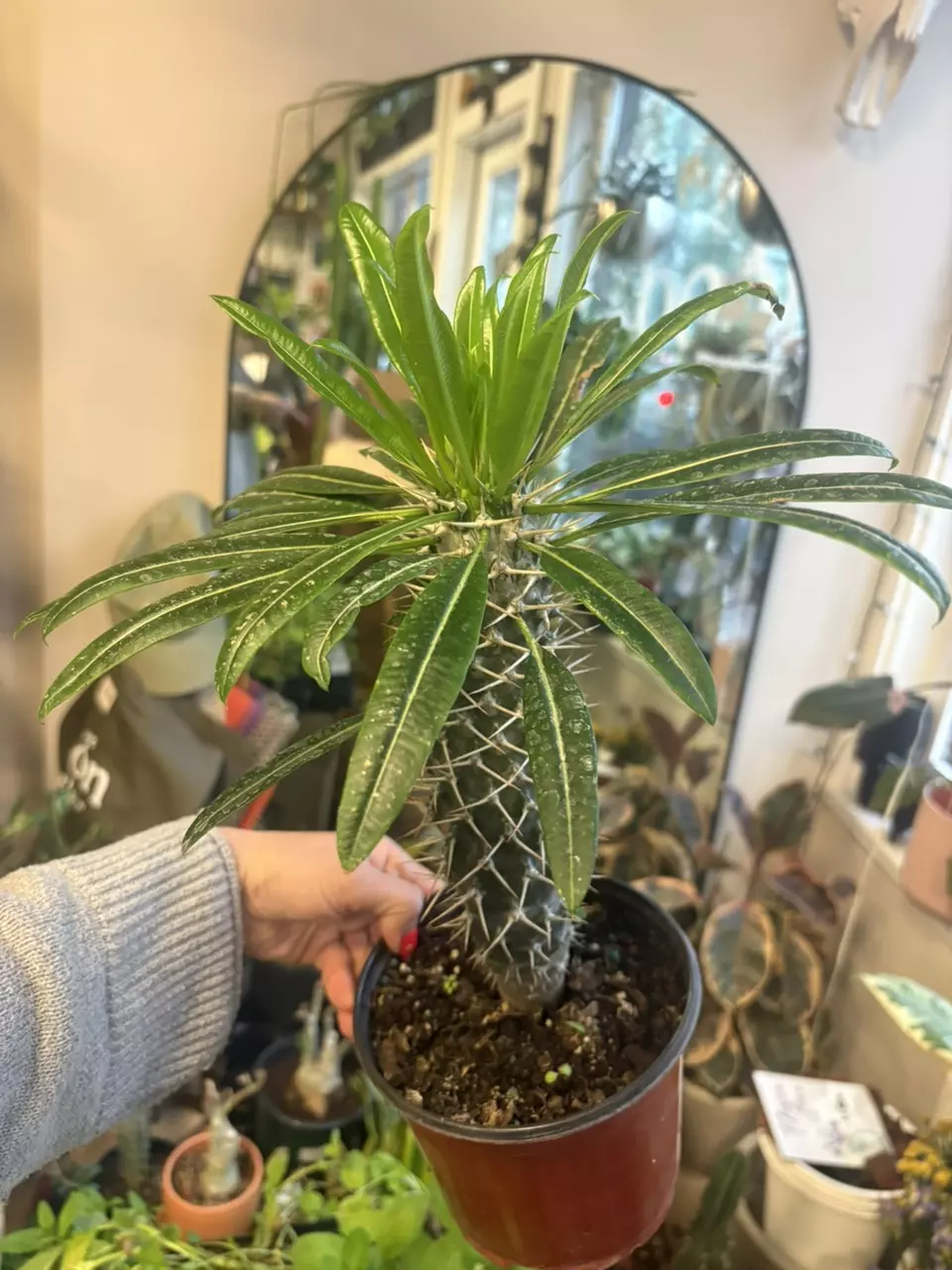 Pachypodium lamerii mad palm thumbnail