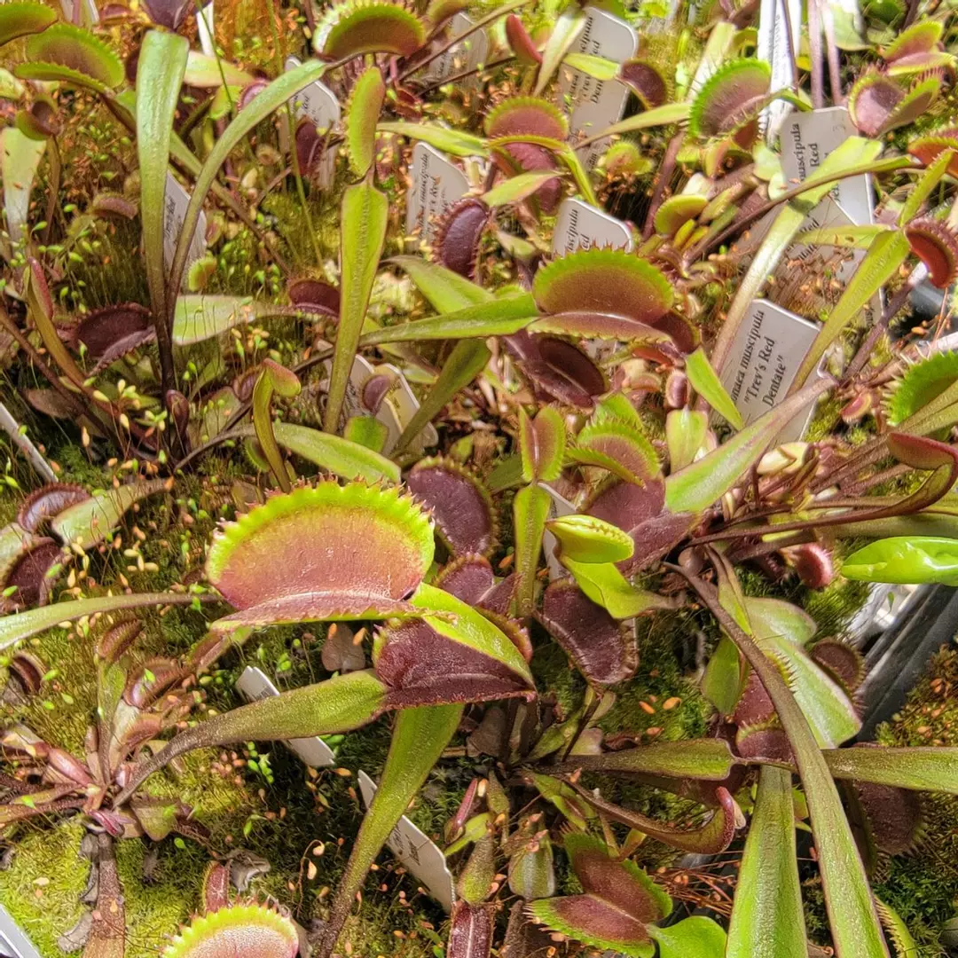 Venus flytrap "Trev's Red Dentate" (Dionaea muscipula) thumbnail