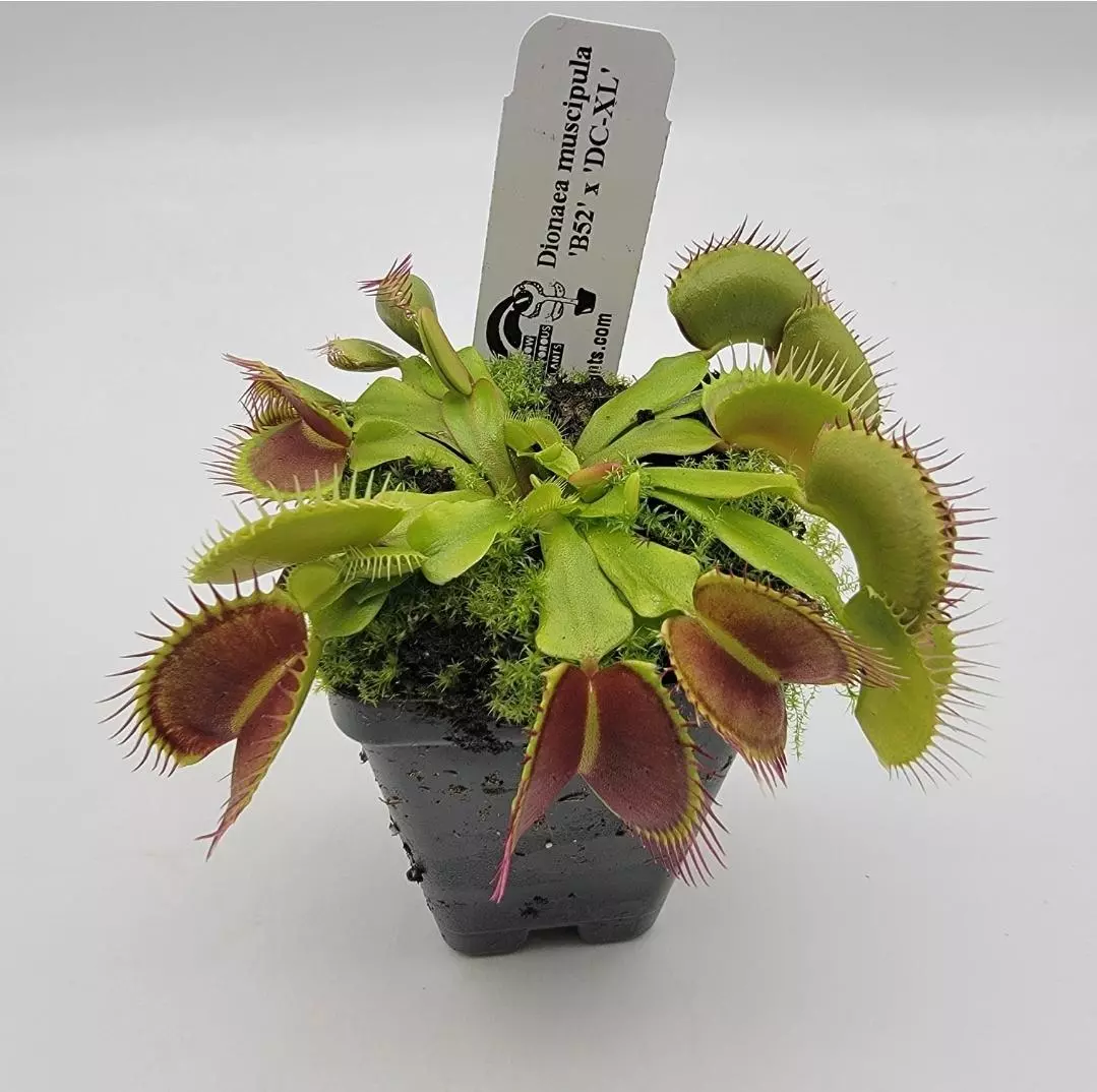Venus flytrap 'B52' x 'DC-XL' (Dionaea muscipula) thumbnail