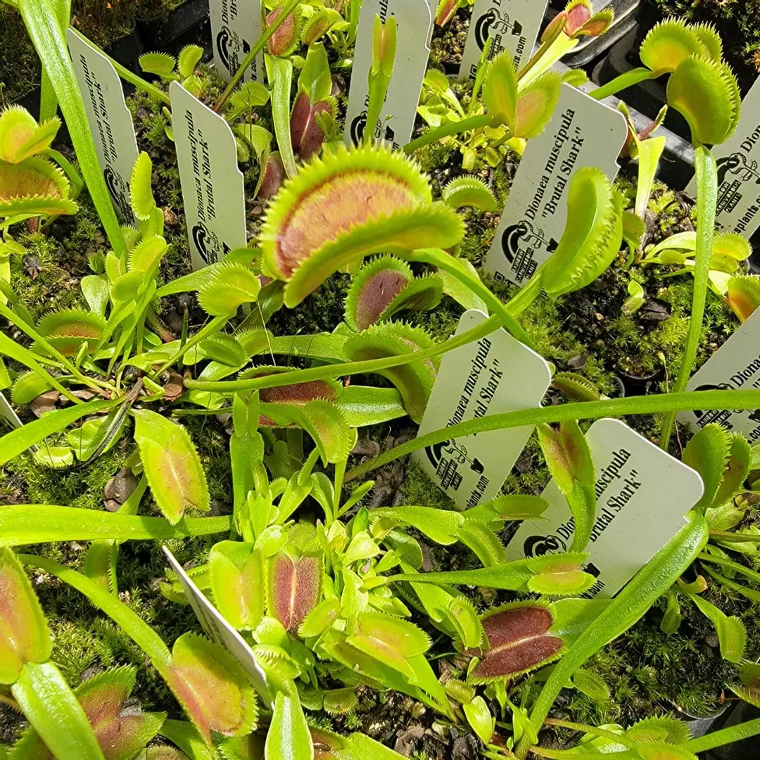 Venus flytrap "Brutal Shark" (Dionaea muscipula) thumbnail