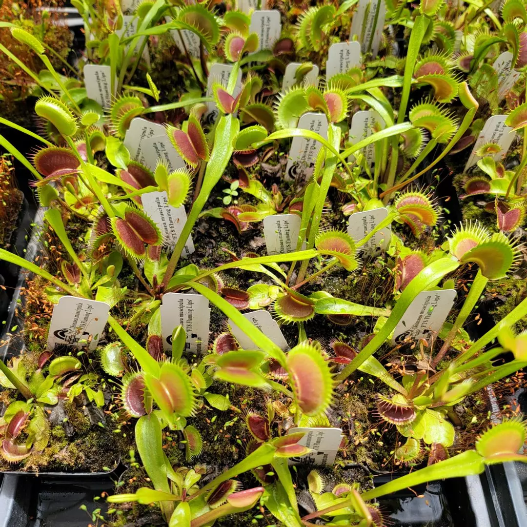 Venus flytrap 'FTS Flaming Lips' (Dionaea muscipula) thumbnail