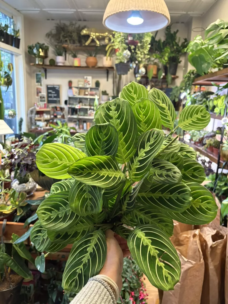 Lemon Maranta thumbnail