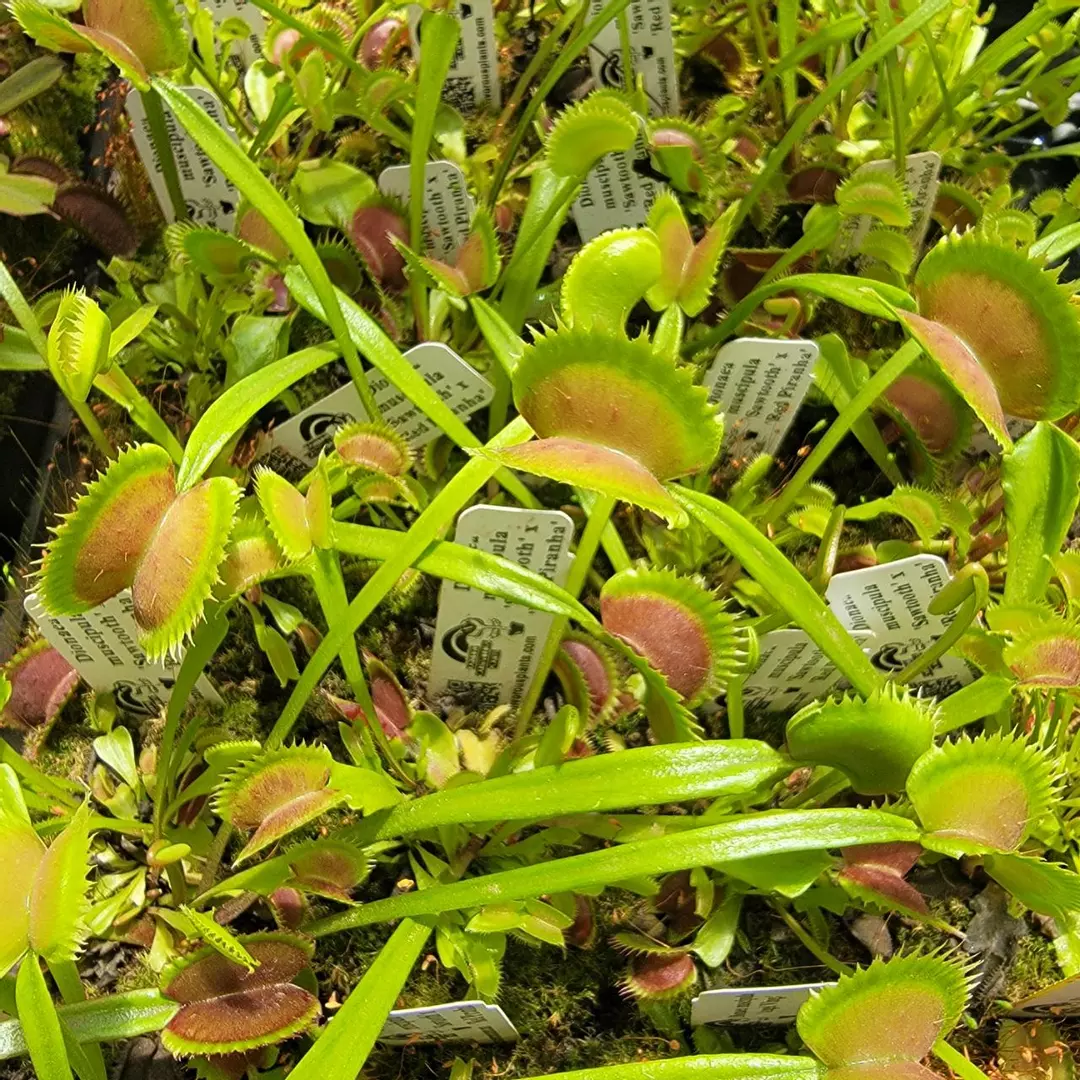 Venus flytrap 'Sawtooth' x 'Red Piranha' (Dionaea muscipula) thumbnail